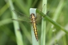 J01_3090 Orthetrum cancellatum female